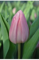 Tulipa Aafke